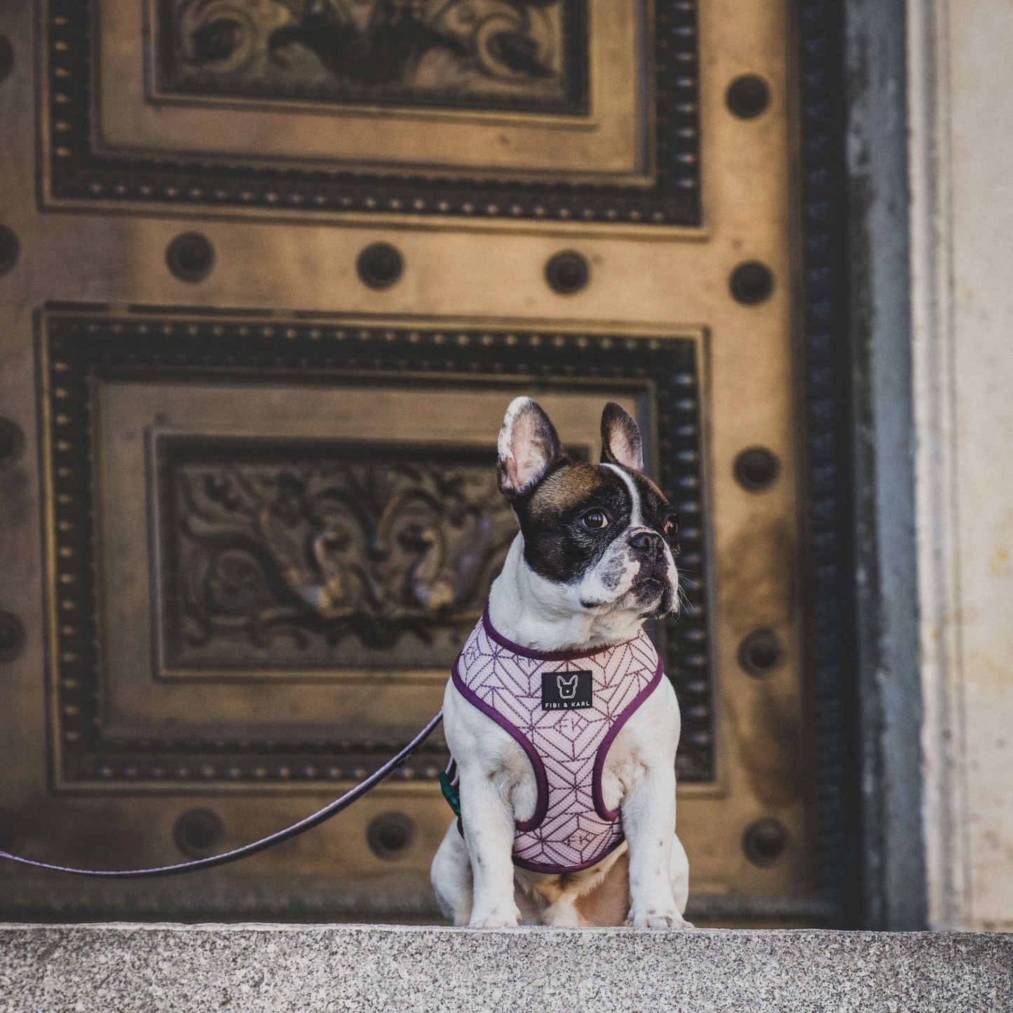 2-in-1 Hundegeschirr FK Beltington