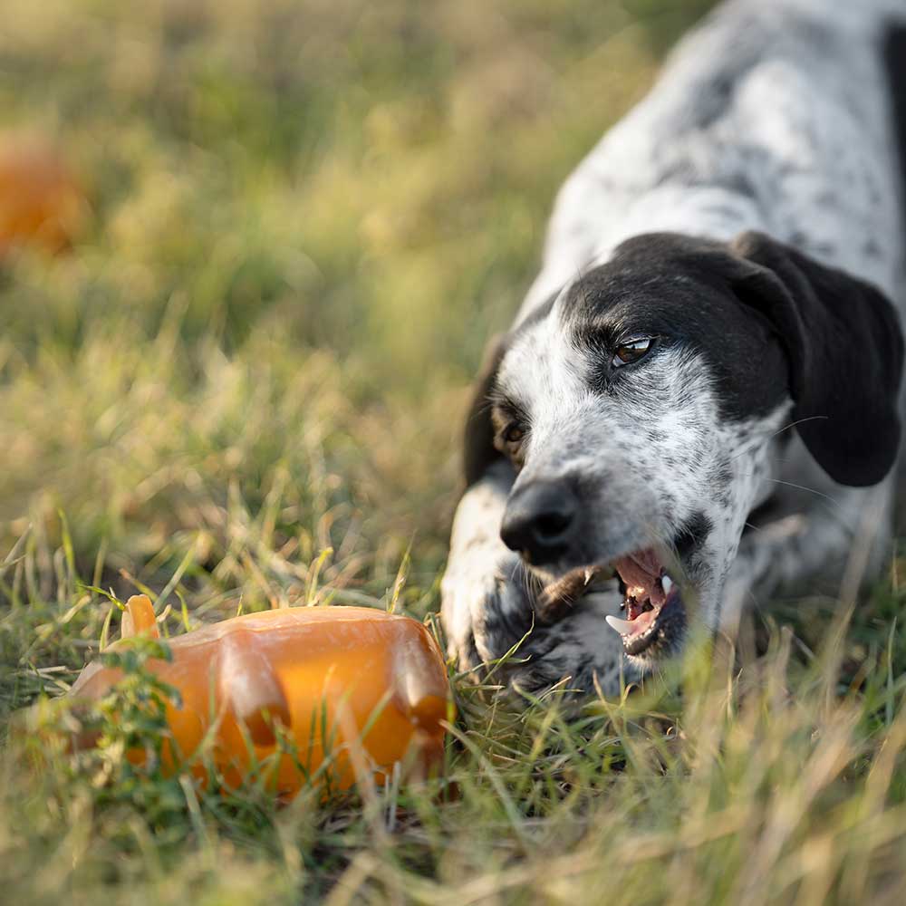 retorn - Rub Piggy Bank - Hundespielzeug