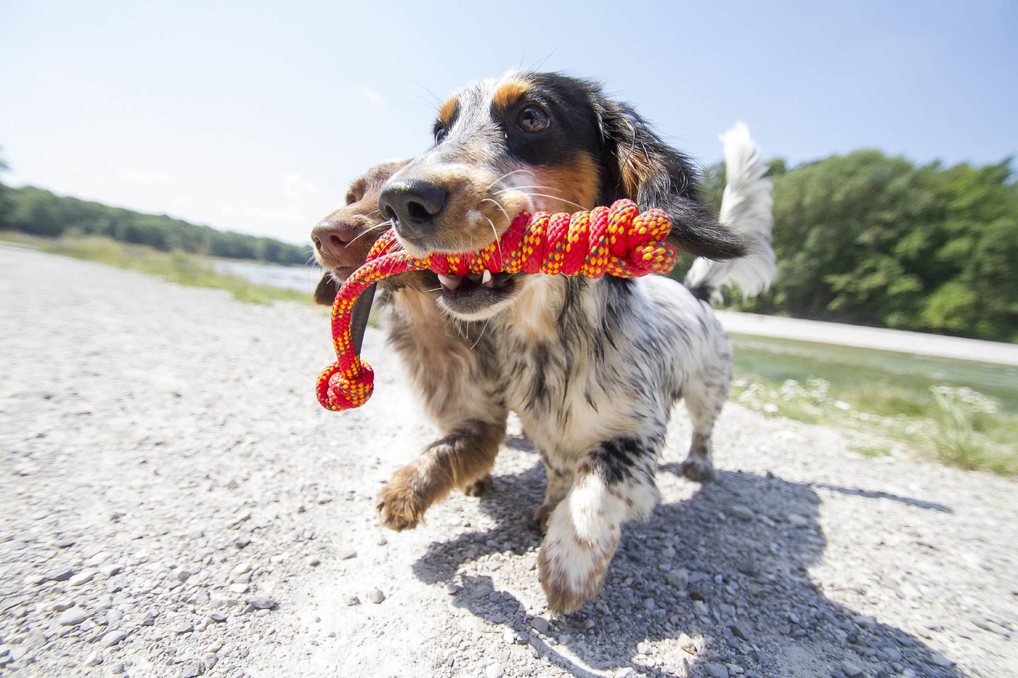 treusinn - Tau-Spielzeug SPIELY Hundespielzeug - schwimmt