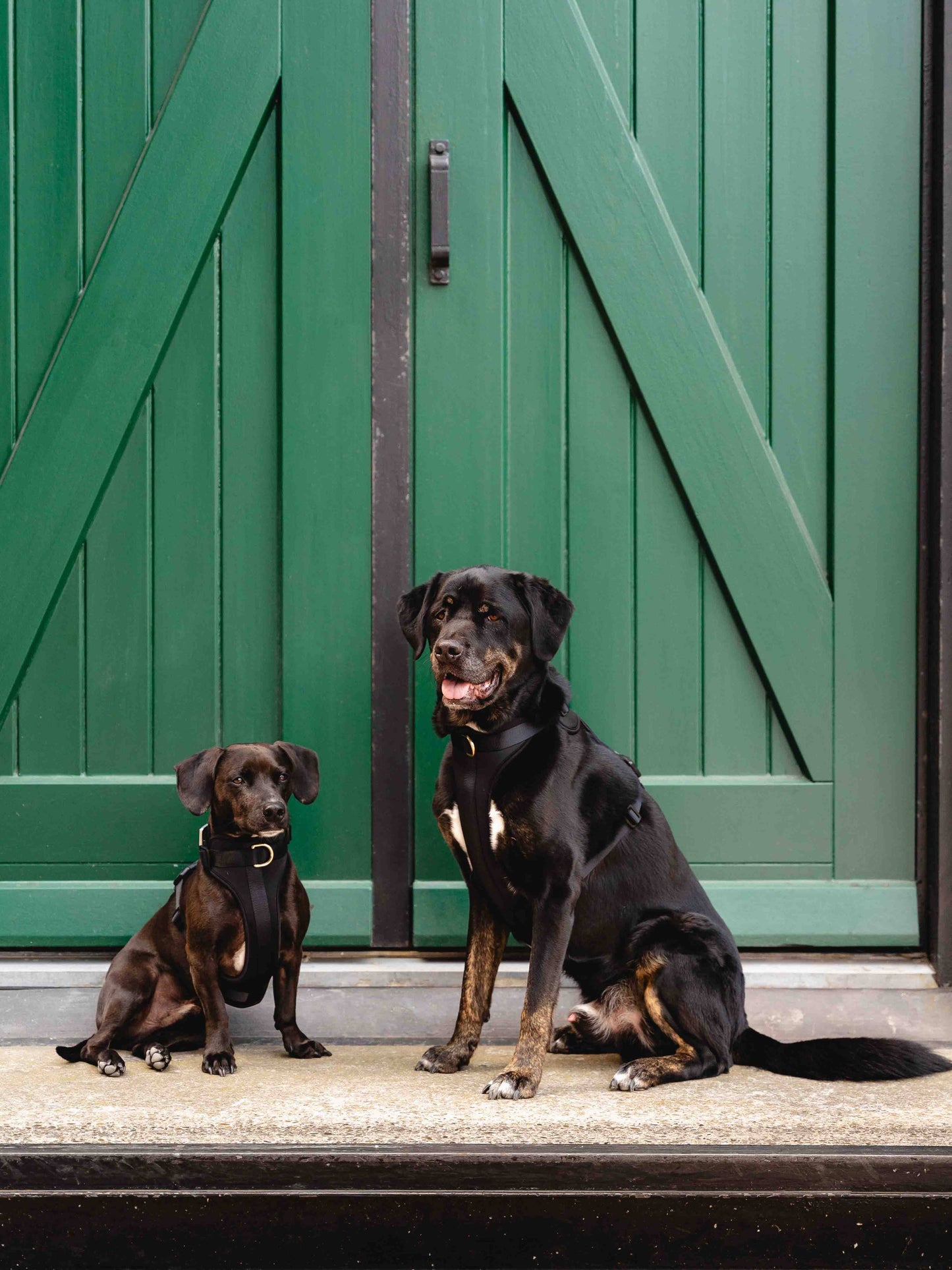 GULA - Hundegeschirr - Ganz in Schwarz