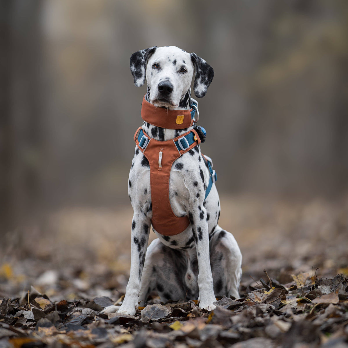 Alpha 360 Hundehalsband Terrakotta-Mix