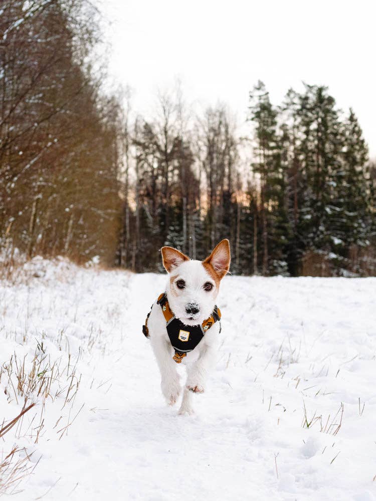 Wolly Wolf - Sea to Summit Hundegeschirr aus recyceltem RPET