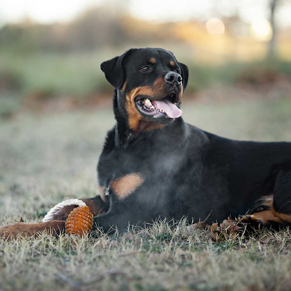 retorn - Rub Rugby Hundespielzeug mit Seil - Größe M