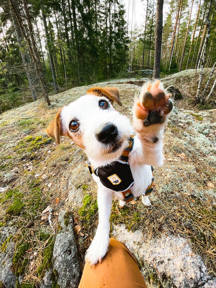 Wolly Wolf - Sea to Summit Hundegeschirr aus recyceltem RPET