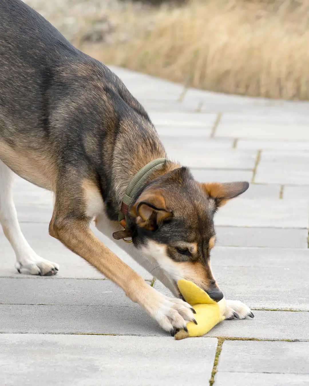 BUDDY - Hundespielzeug aus Schafwolle "Banane"