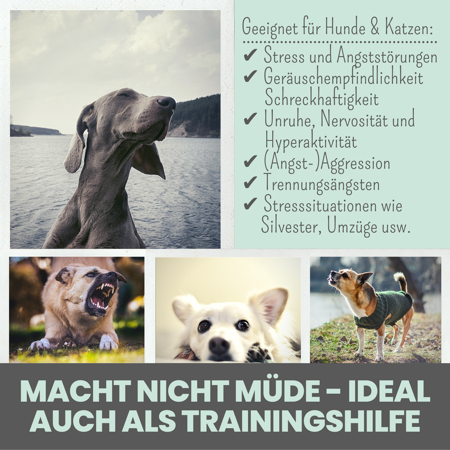 Noms+ - Wohlfühltabs für Hunde bei Stress, Angst & Unruhe