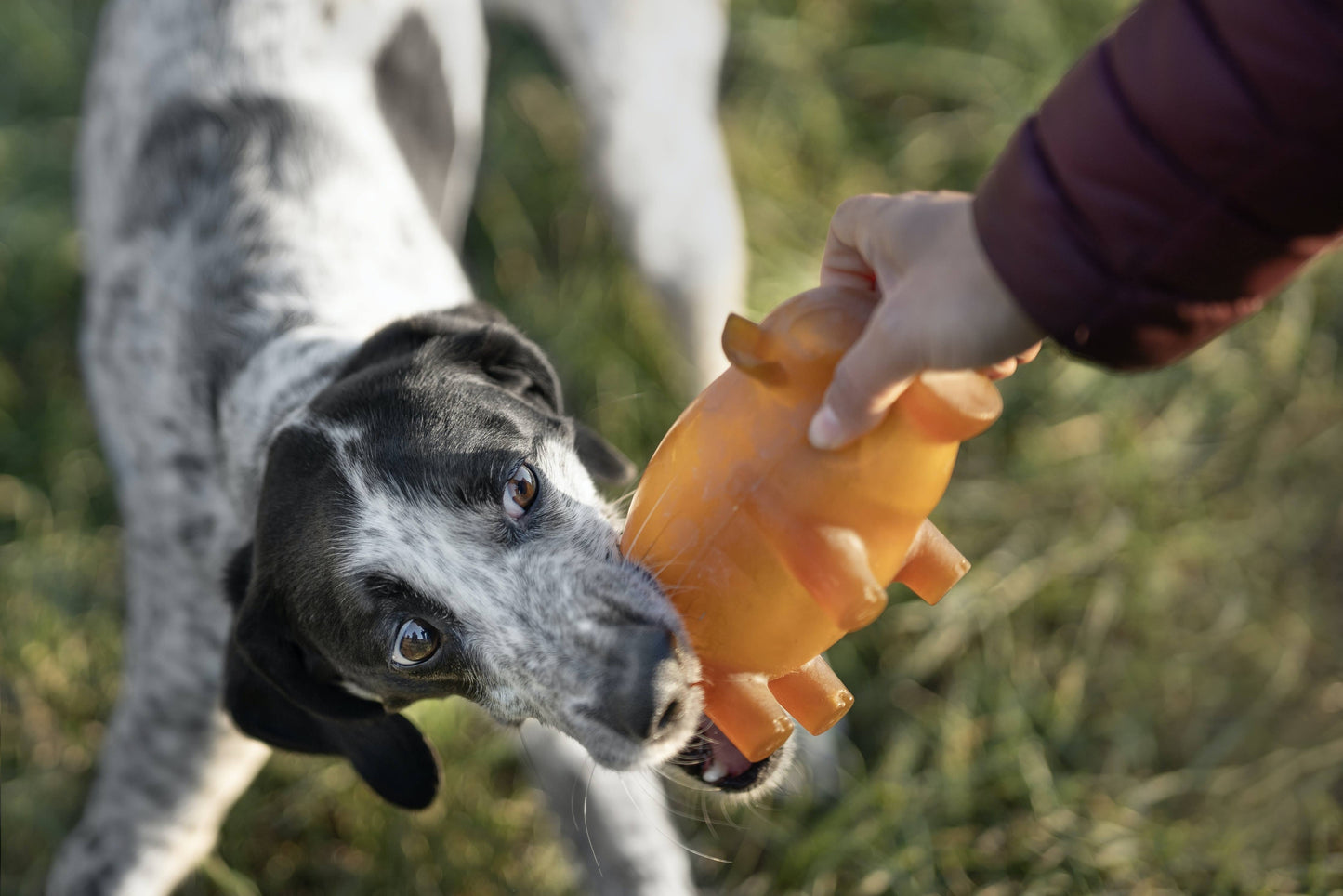 retorn - Rub Piggy Bank - Hundespielzeug