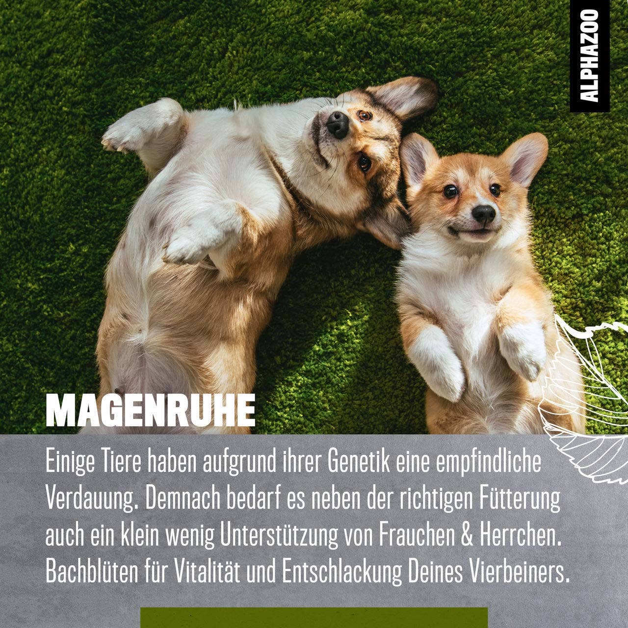 Alphazoo - Magenruhe Bachblüten 15g