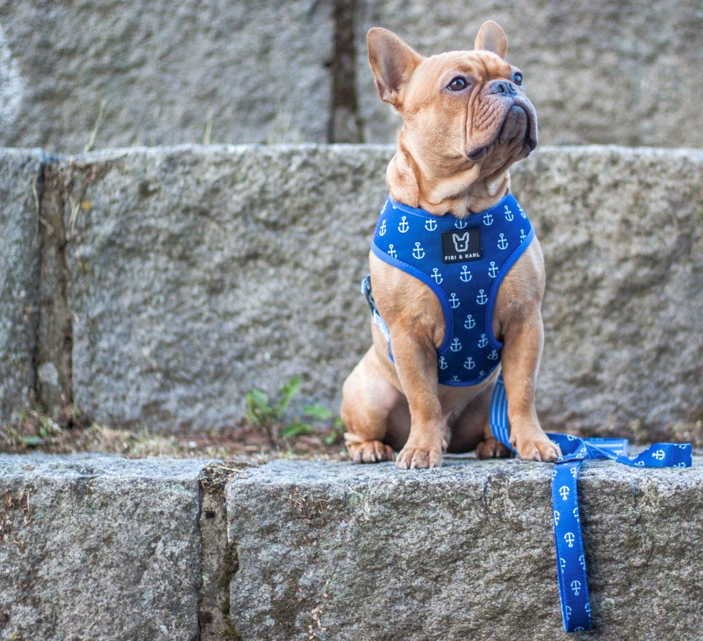 2-in-1 Hundegeschirr Classic