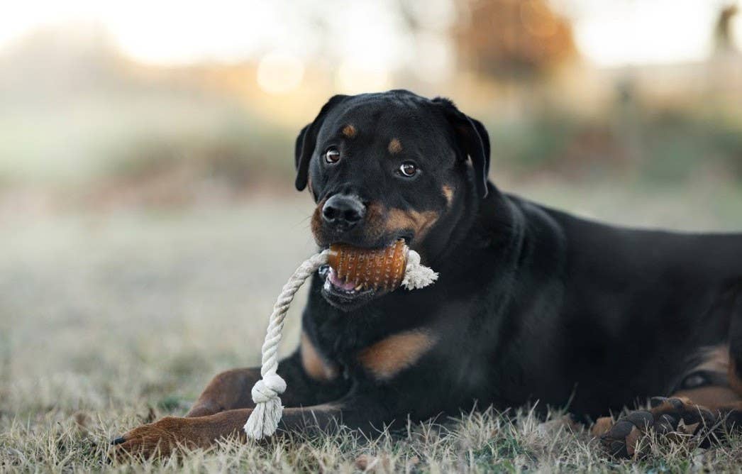 retorn - Rub Rugby Hundespielzeug mit Seil - Größe M