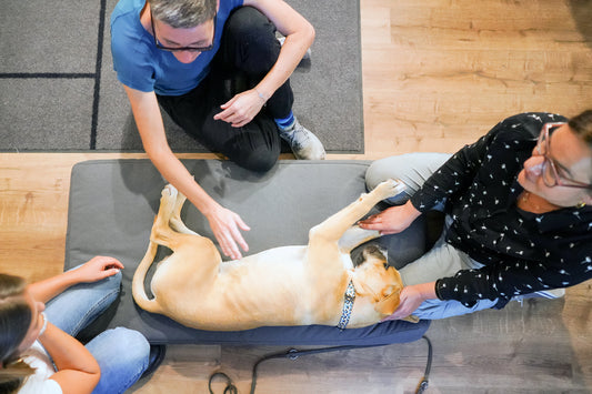 »Erste-Hilfe am Hund« mit Anke Jänner am 30. Juni / 17:00 Uhr